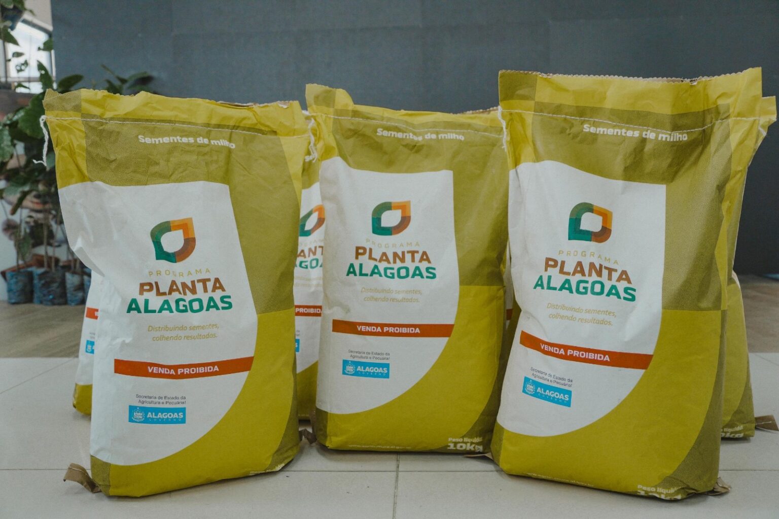 Planta Alagoas entrega 30 toneladas de sementes no Sertão nesta quinta (26)