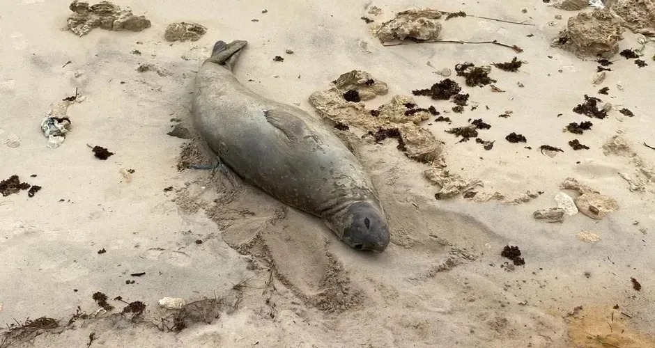 Elefante-marinho encontrado morto em Jequiá pode ser “Leôncio”; necropsia acontece hoje