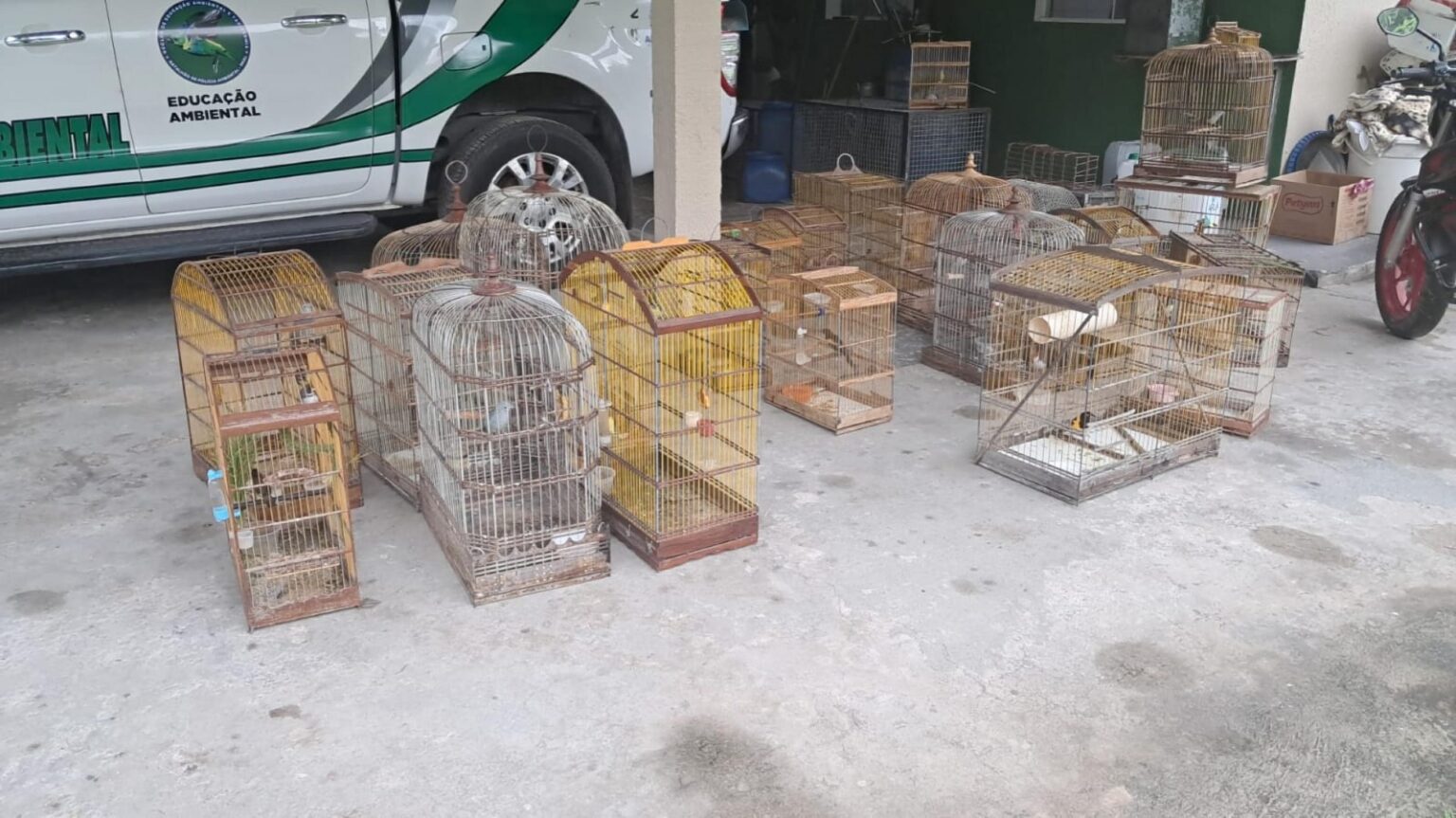 PM resgata 40 aves silvestres durante operação ambiental no interior de Alagoas