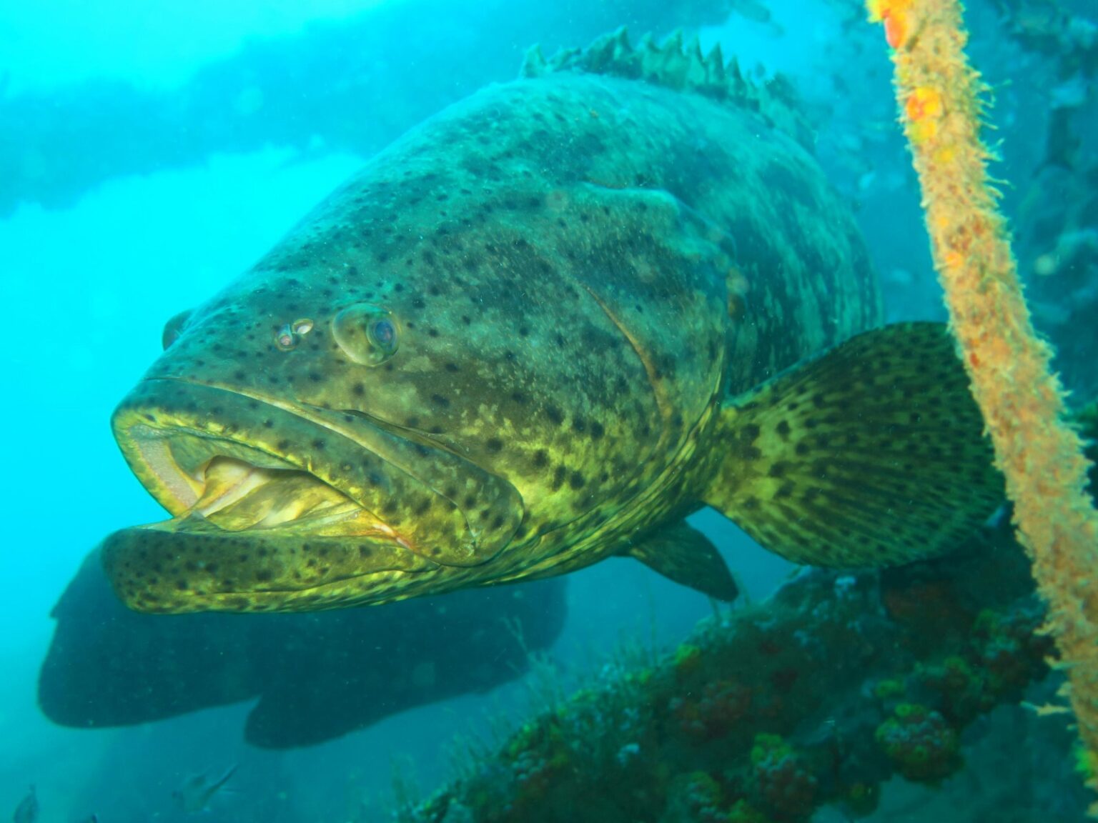 Alagoas registra primeira agregação de peixes mero no Estado